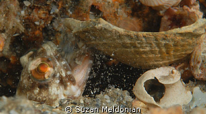 Dusky Jawfish blowing chunks... of shell as it prepares i... by Suzan Meldonian 